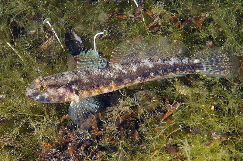 Gobius couchi da Livorno